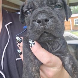Blue collar male - Black brindle male Cane Corso puppy in Granbury, Texas from La Muerte Corso Kennel