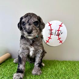 The Kid - Merle male Labradoodle puppy in Adams, Nebraska from Boxcar Doodles and Poodles