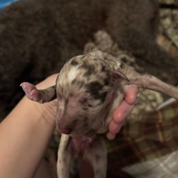 Girl 6 - Brown female Poodle puppy in Livingston, Louisiana from Hades Flame Kennel