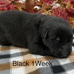 German Shepherd Puppies from Stonewick German Shepherds