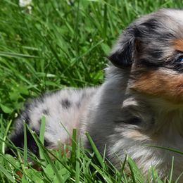 Calypso - Australian Shepherd puppy from Maggie Withers' Australian Shepherds