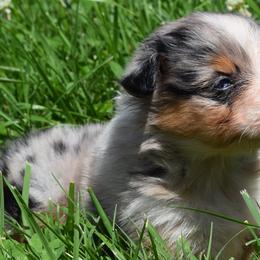 Calypso - Australian Shepherd puppy from Maggie Withers' Australian Shepherds