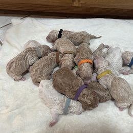 Goldendoodle Puppies from Dream Doodles