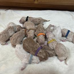 Goldendoodle Puppies from Dream Doodles