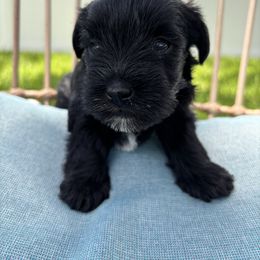 Pink - Black female Miniature Schnauzer puppy in Summerfield, Florida from M & M Schnauzers