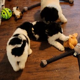 Goldendoodle and Poodle Puppies from Elizabeth Rocha's Doodles