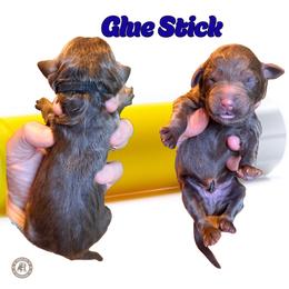 Glue Stick - Brown male Bernedoodle puppy in Banner Elk, North Carolina from Walnut Tree Bernedoodles