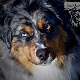 Luna - Miniature Australian Shepherd