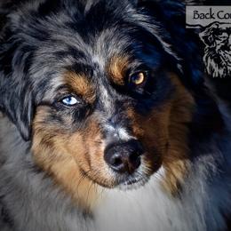 Luna - Miniature Australian Shepherd