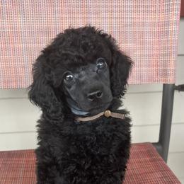 Brown collar. Aka Blackhawk - Black male Poodle puppy in Chester, South Carolina from Classic Biewers