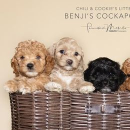 Cavapoo and Cockapoo Puppies from Benji’s Cockapoos