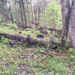 Mountain Cur Puppies from Walnut Ridge Mountain Curs