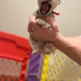 Dalmatian Puppies from A’s Spots & Dots Dalmatians
