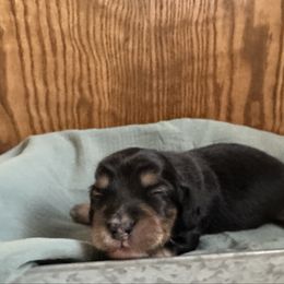 Boy 2 - Black and cream male Dachshund puppy in Wolf Lake, Indiana from Canisteo Dachshunds