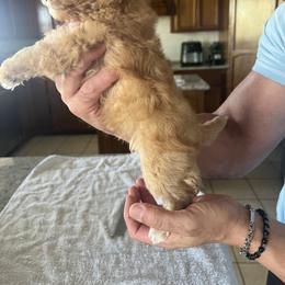 Poodle Puppies from ItalianToyPoodles