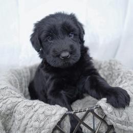 Yam - Black female Giant Schnauzer puppy in Collinsville, Mississippi from Hillside Kennels