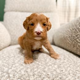 Snowman - Red male Cavapoo puppy in Colcord, Oklahoma from Copper Lane Aussies, Doodles & Cavapoos