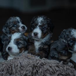 Bernedoodle Puppies from Autumn Vanskiver
