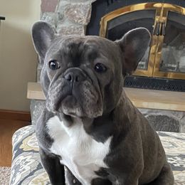Bella - French Bulldog