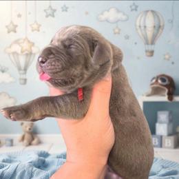 Blue tan or brindle point red - Blue male Great Dane puppy in Port Clinton, Ohio from LakeSide Danes