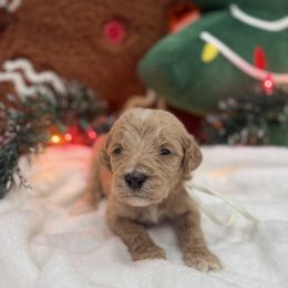 White - Apricot male Goldendoodle puppy in Bakersfield, California from Lavish Doodles