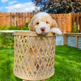 Johnny Cash - Buff and white male Cockapoo puppy in Moses Lake, Washington from Macy Meadows Doodles