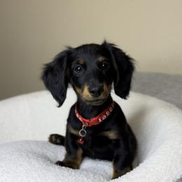 Dachshund and French Bulldog Puppies from AZ Royal Doxies llc