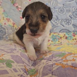 Juniper - White black and tan female Wire Fox Terrier puppy in Lancaster, Missouri from Missouri Meadows Farm