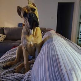 Cane Corso All Grown Up from La Muerte Corso Kennel