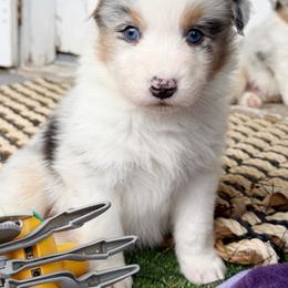 Skipper - Blue merle male Australian Shepherd puppy in Kearney, Nebraska from Helix Aussies