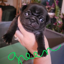 Green collar - Fawn male Pug puppy in Brush Prairie, Washington from Paradise Peaks
