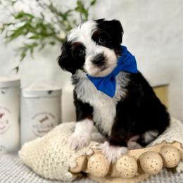 Blue boy - Tri-color male Bernedoodle puppy in Waukesha, Wisconsin from Bernedoodle Boutique (and Cavapoos)