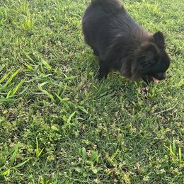 Pomeranian Puppies from A Sample Of Gods Love Kennels