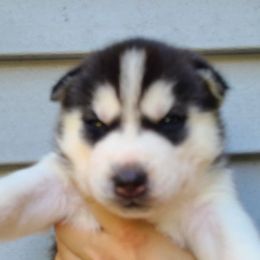German Shepherd and Siberian Husky Puppies from Sstar