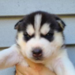 German Shepherd and Siberian Husky Puppies from Sstar