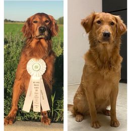 Golden Retrievers and Labrador Retrievers from Glenn Farm Retrievers