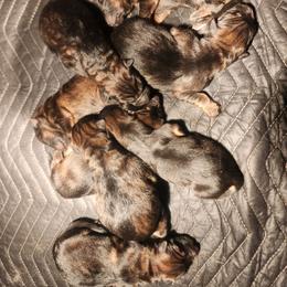 Cappy - Sable female German Shepherd puppy in Los Lunas, New Mexico from Mali's German Shepherds LLC