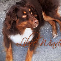 Red - Australian Shepherd