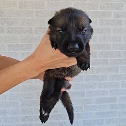 Fay Wray - Sable female German Shepherd puppy in Winston Salem, North Carolina from Samtastic Shepherds