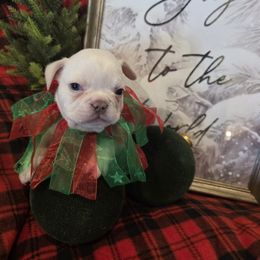 Shep - Cream male French Bulldog puppy in Salina, Kansas from Peace Love  & Frenchies