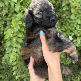 Bernedoodle and Whoodle Puppies from Gilbert Bernedoodles & Whoodles