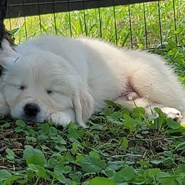 Mr. Dark Blue - Light golden male Golden Retriever puppy in Campton, Kentucky from ElkRidge Goldens