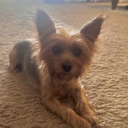 Luna - Yorkshire Terrier