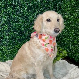 Penny - Companion Cross