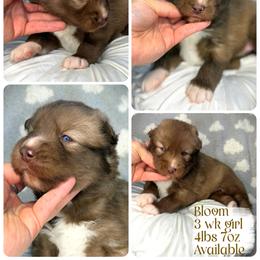 Bloom - Red and white female Siberian Husky puppy in Florence, Kentucky from Moonlight Howl Huskies