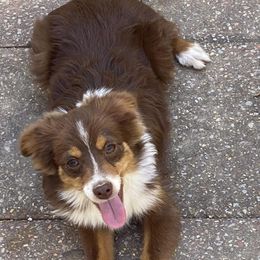 Melvin - Toy Australian Shepherd
