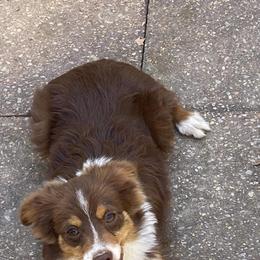 Melvin - Toy Australian Shepherd