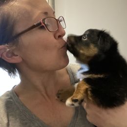 Miniature Australian Shepherd and Toy Australian Shepherd Puppies from Sunset Hill Mini & Toy Aussies