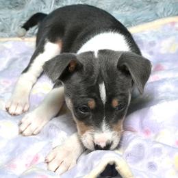 Zephyr...Tri blue male, 4,1 - Blue cream and white male Basenji puppy in Eugene, Oregon from Basenji Puppies