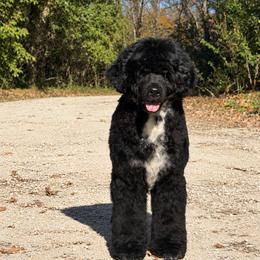 Gabby - Black and white female Portuguese Water Dog puppy in Chatfield, Minnesota from Next Generation